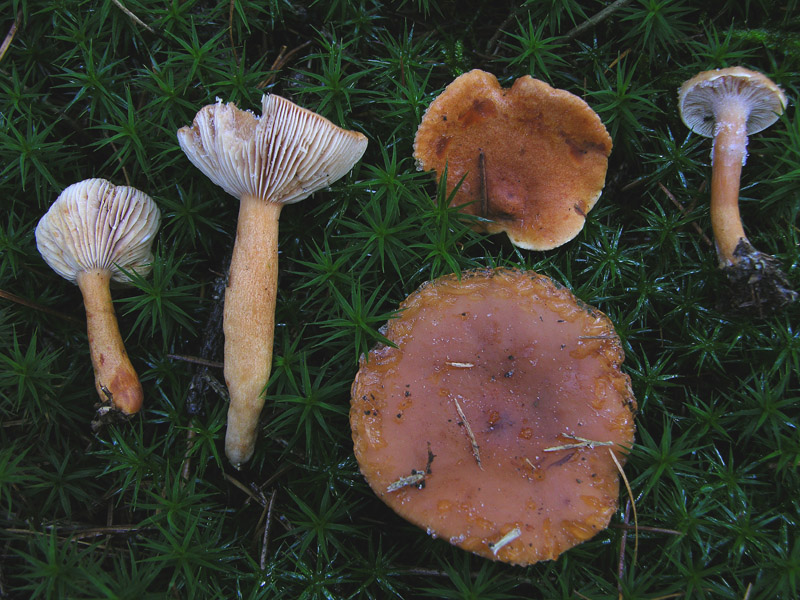 3.Lactarius sp.